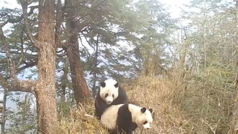 Rare Footage Of Wild Giant Pandas Mating In Sichuan Sw China The