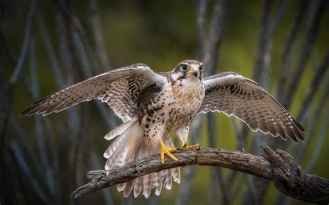 Prairie Falcon | Audubon Field Guide