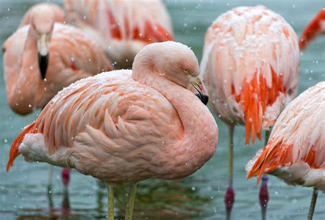 HD wallpaper of Flamingo pink, photo of poultry, 3200×2171 px | ImageBank.biz