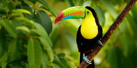 Biodiversity Conservation In Costa Rica