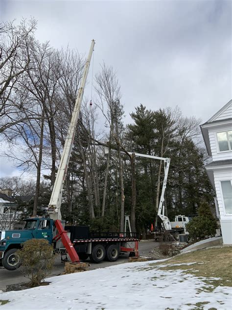 Tree Removal Climbing Bucket Truck Crane Lovering Tree Care