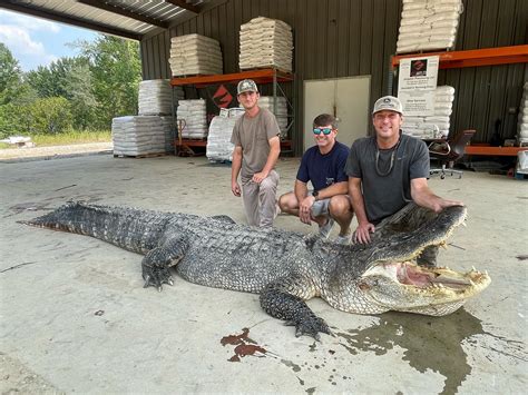 Massive Gator Capture Shatters Mississippi State Record