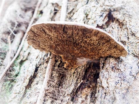 Magic Mushrooms In The Woods