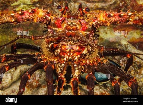 A Close Look At The Front End Of A Banded Spiny Lobster Panulirus