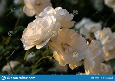 Close Up Of White Rose Blooms In Morning Sunlight Stock Image Image