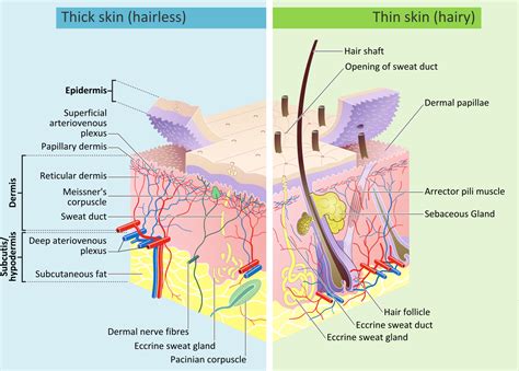 How Does The Sun Damage Skin Southeast Radiation Oncology Group