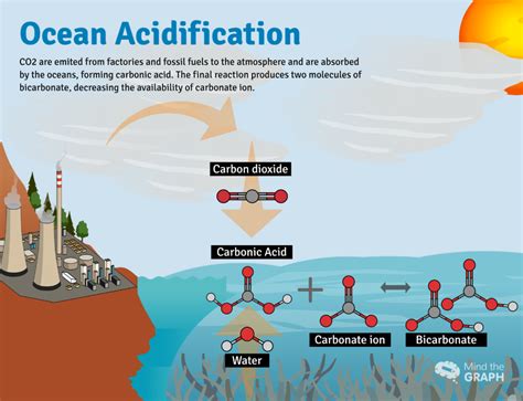 Consequences Of Ocean Acidification On Marine Animals — Mind The Graph