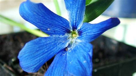 It has beautiful purplish blue flowers and dislikes hot or humid weather. In pictures: Beautiful blue flowers of early spring ...