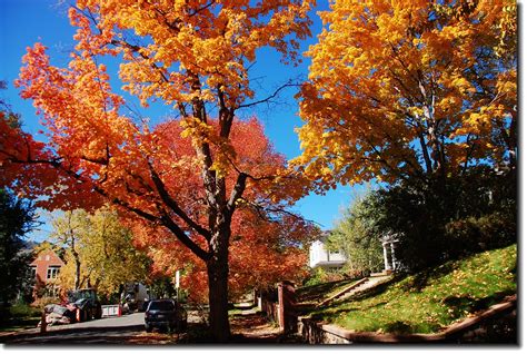 Maple In Fall Mapleton Hills Boulder 20 Edjimy Flickr
