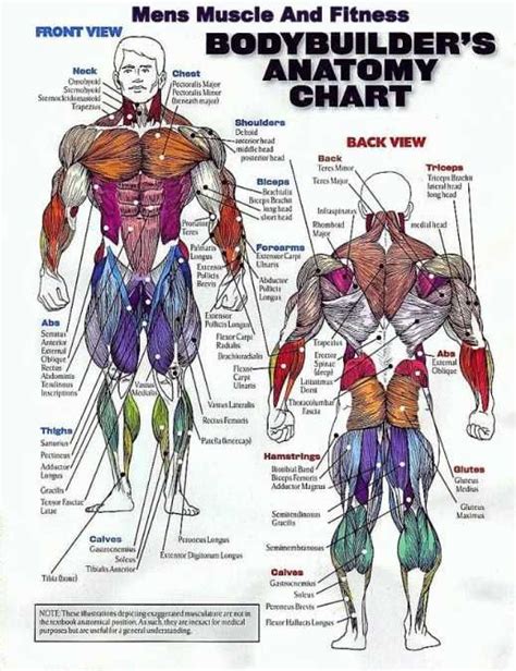 Skeletal muscles often exist in pairs, whereby one muscle is the primary mover and the other acts as an antagonist. Muscle Group Workout Chart - Can't Build Muscle? Want to ...