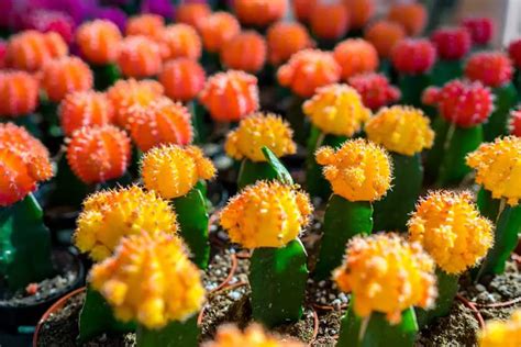 10 Beautiful Flowering Succulents Garden Lovers Club