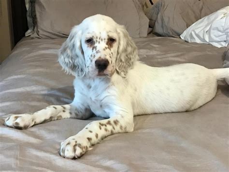 English Setter Puppies For Sale In Iowa Puppies