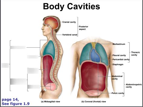 Chapter 1 Body Cavities Part 2 Diagram Quizlet