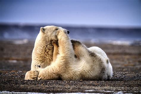 Unbearably Cute Polar Bear Cub Playfights With Its