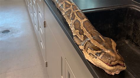 A Record 19 Foot Long Burmese Python Is Caught In A Florida Preserve Npr