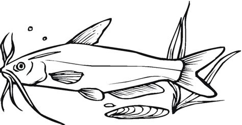 Catfish Drawings Clipart Best