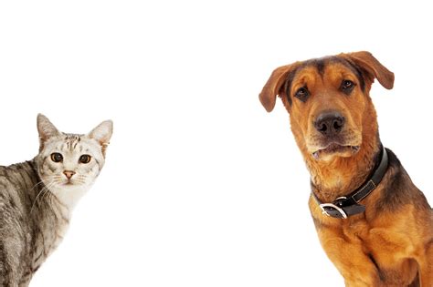 We did not find results for: 73+ Cat And Dog Wallpaper on WallpaperSafari