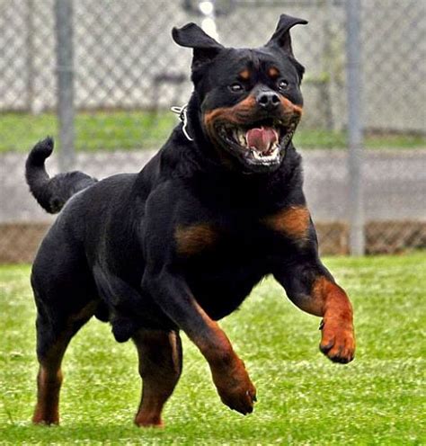 Top 10 Most Dangerous Dog Breeds Based On Their Fatalities