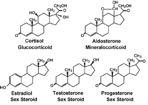 Structures Of Adrenal And Sex Steroids The A Ring Of Estradiol Has A Download Scientific