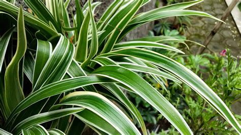 How To Grow A Huge Spider Plant Outdoors Az Animals
