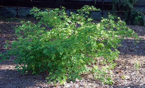 Rubus Spectabilis Landscape Plants Oregon State University