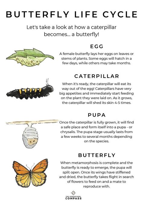 Free Butterfly Life Cycle Printable In 2021 Butterfly Life Cycle