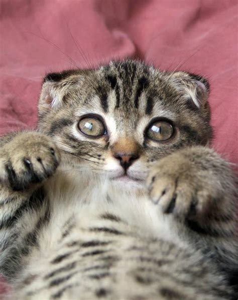 Pin By Megan Rushford On Things I Love Scottish Fold Kittens Cute
