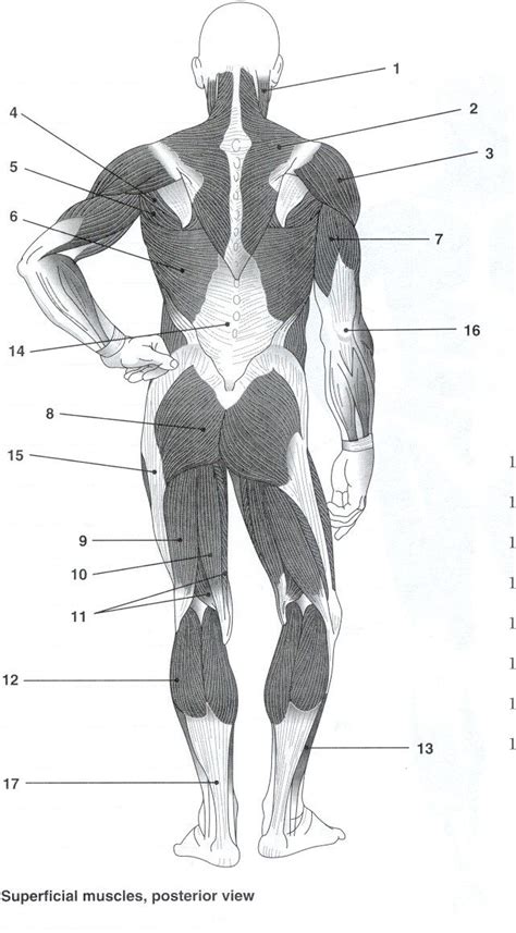 Label The Muscles Of The Body Worksheet