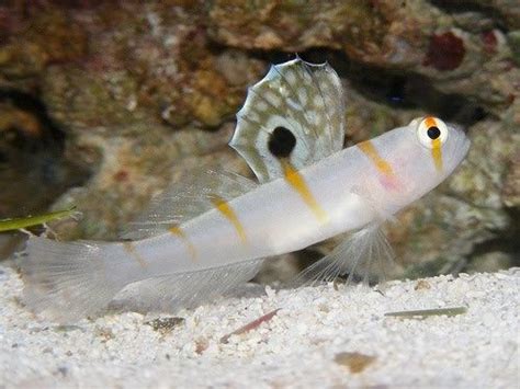 Orange Stripe Prawn Goby Underwater Creatures Aquarium Fish Fish Pet