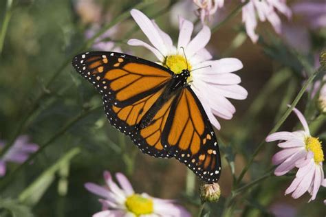 Monarch butterflies are migrating through Houston area