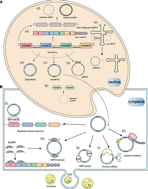 Frontiers Circular Rna And Its Roles In The Occurrence Development