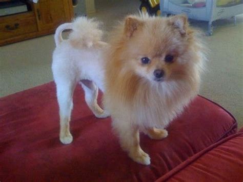 Pomeranian Dog Lion Haircut
