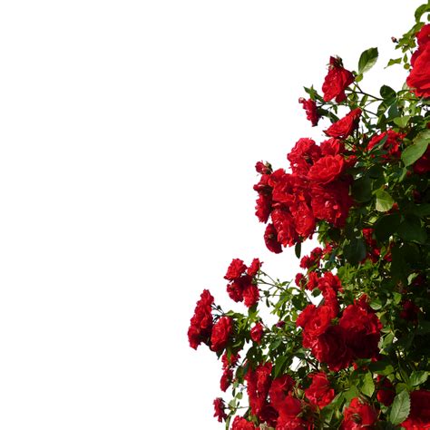 Rosebush Flowers Red · Free photo on Pixabay png image