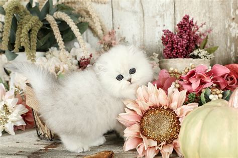 We guarantee the health of all of our purebred persian kittens and all are thoroughly tested for common health issues before being released to their forever home. Pre-Loved Persian Kittens For Sale Doll Face Persian ...