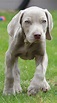 weimaraner puppy - so far leading the pack. Must do more research ...