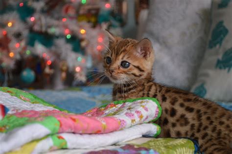 Breeding Bengal Cats A Guide To Successful Reproduction