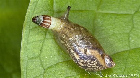 Zombie Amber Snail With Flatworm Parasite R9841 Ashtabul Flickr