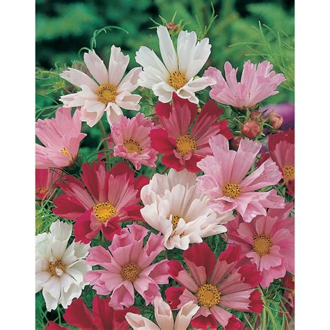 Mr Fothergills Seeds Cosmos Seashells Mixed Seeds The Home Depot Canada