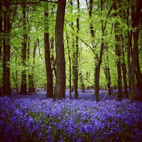 Beautiful Bluebells At Hitch Wood In Hertfordshire Woodland Flowers