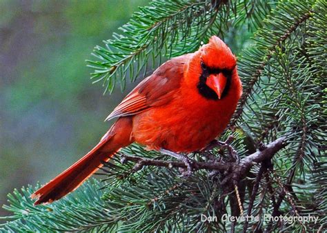 Immortal Unity Cardinal Animal Photography Nature Photography Red