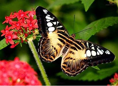 Butterfly Desktop Wallpapers Butterflies Flowers 1600 Forest