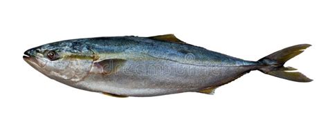 Fresh Tuna Fish Stock Image Image Of Healthy Ocean 34609551