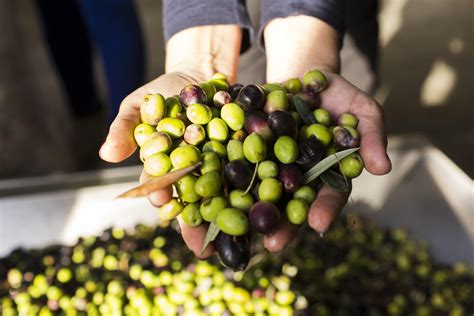 Experience An Olive Harvest Tour from Porto, Portugal | Olive harvest, Harvest, Wine recipes