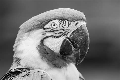 Grayscale Photography Of Parrot · Free Stock Photo