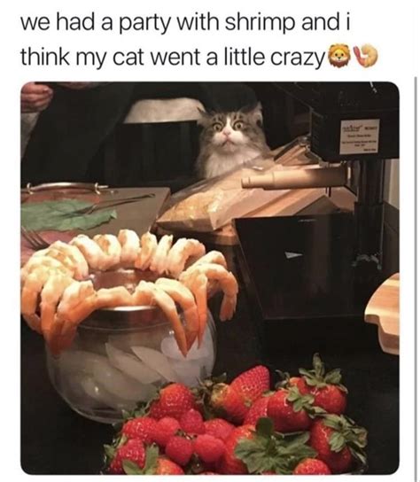 36 Hiss Terical Caturday Cat Memes Thatll Keep You Smiling All Day