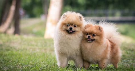 21 Of The Most Expensive Small Dog Breeds In The Uk