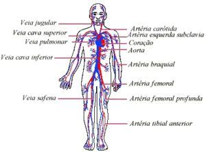 Pequena e grande circulação Veias e artérias do corpo humano