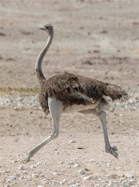Ostrich Running On Rocky Field 708046 Stock Photo At Vecteezy