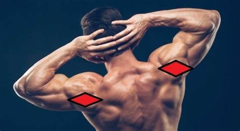 Posterior Deltoid Functional Anatomy Guide Bodybuilding Wizard