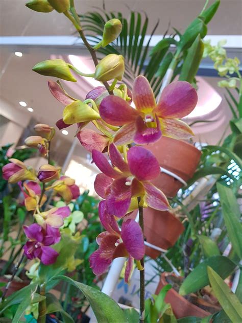 Beautiful Gardens Beautiful Flowers Blooming Orchid Dendrobium